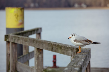Cute seagull standing on a stake