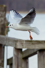 Seagull strating to fly