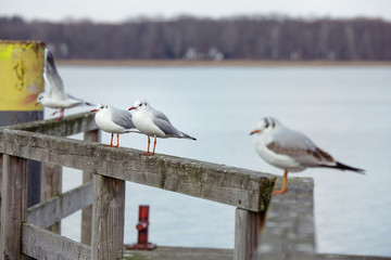 Seagulls on a stake