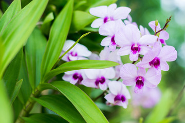 Thai purple orchid with green leaves in the orchid garden in summer.