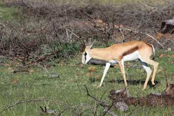 South African springbok