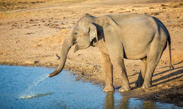 Close up of Indian elephant squiting water from trunk at waters edge