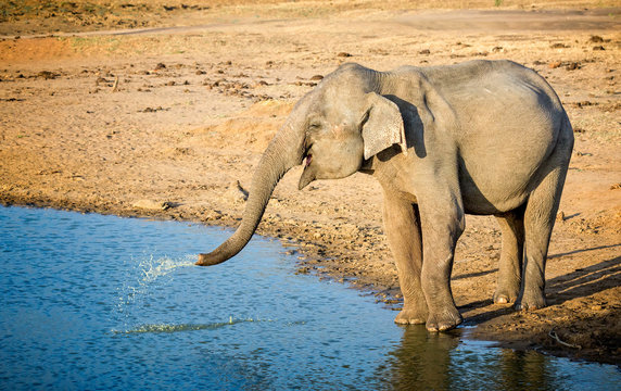 Close up of Indian elephant squiting water from trunk at waters edge