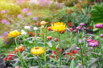 The mix of colorful straw flowers in the garden with flare.