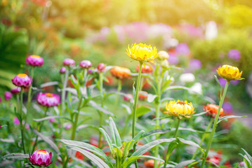 Obraz premium The mix of colorful straw flowers in the garden with flare.