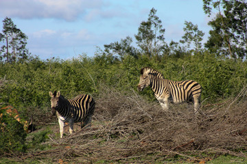 Fototapeta na wymiar Zebra on safari
