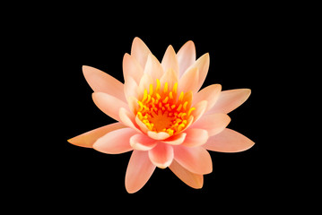 The close up of lotus with green leaf in the pond with the natural light , black background , isolated style.