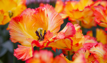 Red and orange tulips background.