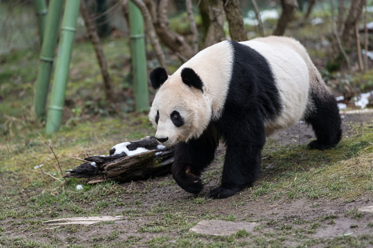 A Female Giant Panda Walking In A Zoo