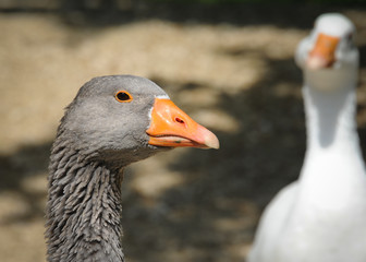 A domesticated grey goose in lower Austria