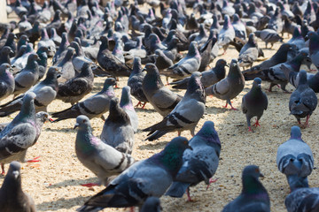Pigeons eat bread on the floor in-park Bangkok Thailand.