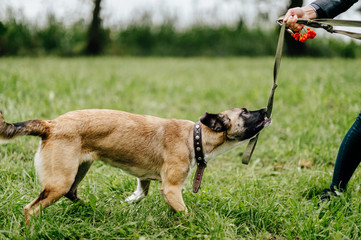 Young active guardian of animals girl playing and have fun with her furious frisky fast joyful dog outdoor in summer. Cute female owner walking with comic muzzle crazy puppy. Kind woman cares canine.