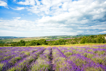 Naklejka na ściany i meble Lavender field and farm at sunny day before storm, traditional Provence rural landscape with flowers and blue sky, wide angle countryside view, Crimea, Turgenevka