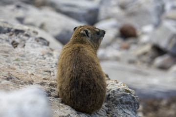 Dassie South Africa