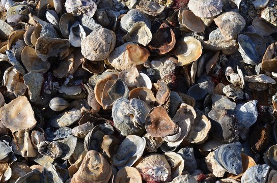 coquillages sur l'estran