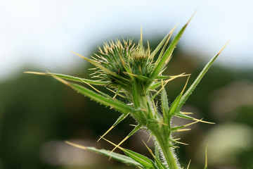 A floral bud of thistle, a wild, green, melliferous plant growing on a meadow