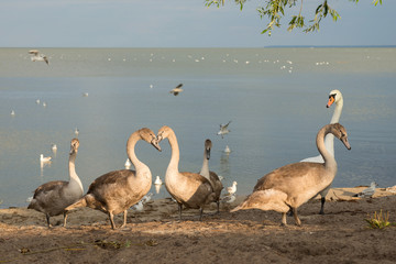 Flock of swans near the pond
