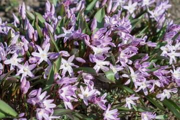Flowers Chionodoxa luciliae var. Rosea