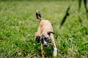 Happy playful frisky fast and furious puppy enjoying freedom at nature. Mad crazy funny cheerful lovely little dog running and jumping outdoor. Restless domestic pet playing. Glad active aminal.