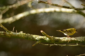 Tarin des aulnes (Spinus spinus)