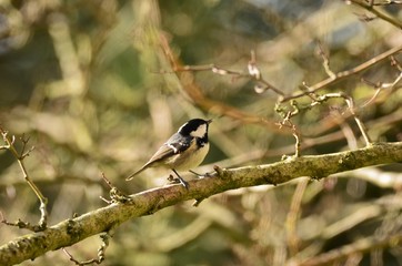 Mésange noire (Periparus ater)