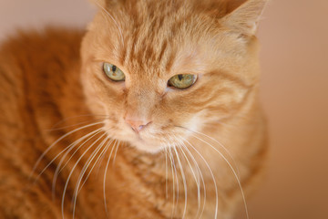 Lovely red cat. Soft focus with shallow depth of field.