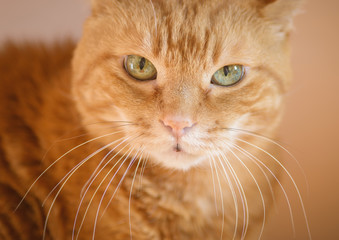 Lovely red cat. Soft focus with shallow depth of field.