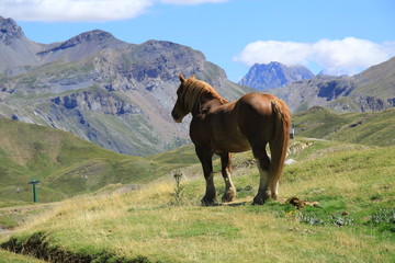 Wild horse observes the landscape from a hill. It is surrounded by high mountains, green meadows. The sun shows its silhouette under the blue sky.