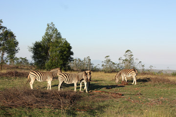 Naklejka premium Zebra on safari