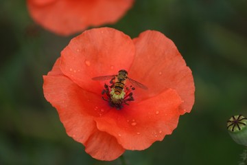 Schwebfliege auf einer Mohnblüte