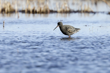 Spotted Redshank