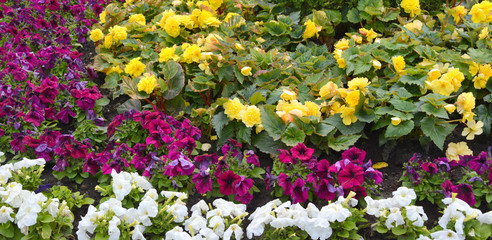 Beautiful flowerbed with multicolored flowers, landscape design