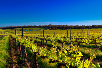 Vineyard under blue sky in Margaret River region © Garry
