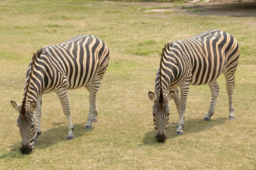 Fototapeta na wymiar two zebras feeding in the natural reserve, Montevideo, Uruguay