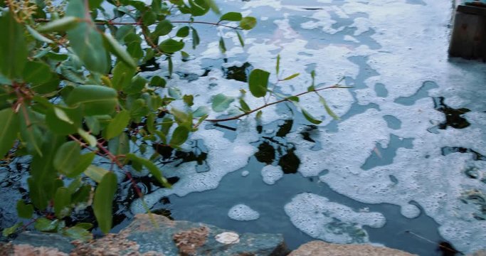Plants by the lake. Lagoa Rodrigo de Freitas. Shot on Blackmagic.
