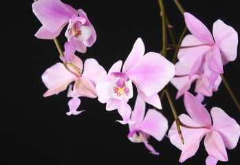 Naklejka na ściany i meble phalaenopsis schilleriana pink orchid on a dark background