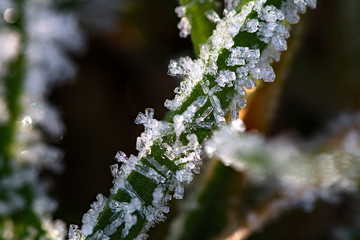 Eiskristalle auf einen Grashalm, Makrofotografie