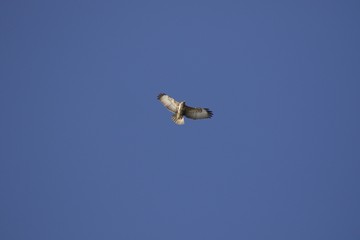 aquila