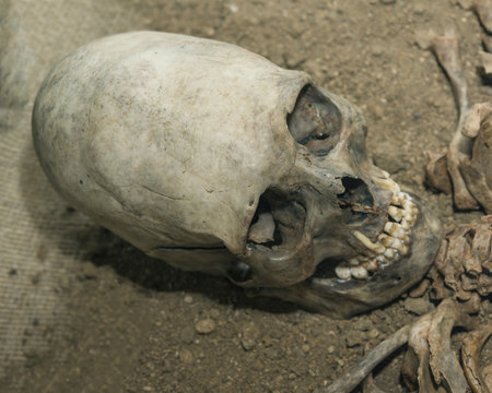 the old prehistoric skull of an alien. egg-like shape of the head. historical site, Science UFO, Zone 51