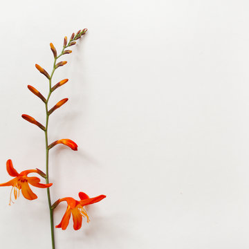 Minimal flat lay of crocosmia flower on a white background. Place for your design, text, etc.