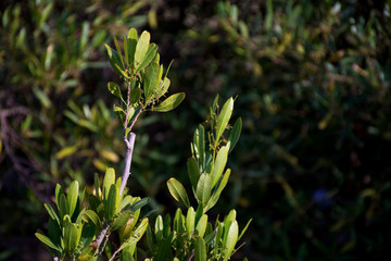 Beautiful Tree and flowers