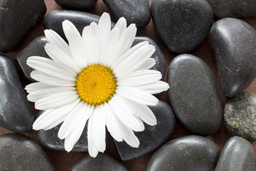 Fototapeta na wymiar Daisy flower in the background with stones - Bellis perennis