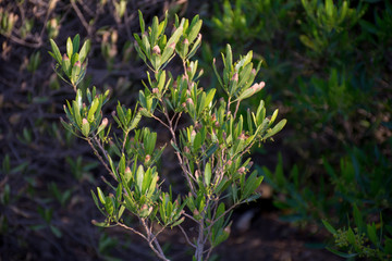 Beautiful Tree and flowers