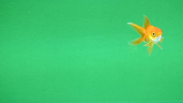 A beautiful Golden fish on a green screen. To edit and clip the video later