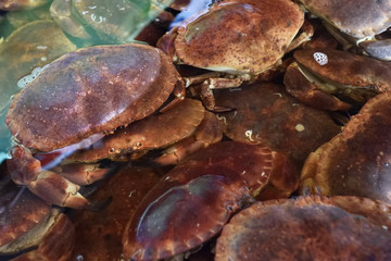 Live crabs for sale