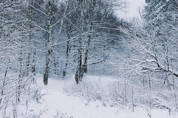 Fototapeta premium Winter forest with snow