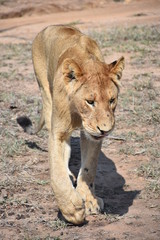 Fototapeta na wymiar Löwin im Krüger National Park (Südafrika)