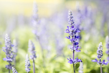 Obraz premium Closeup Salvia Merleau Blue flower over blurred flower garden background, spring season concept, summer outdoor day light