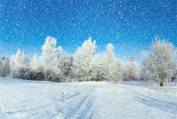 winter forest on sunny day