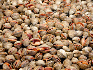 Fresh blood cockle or blood clam